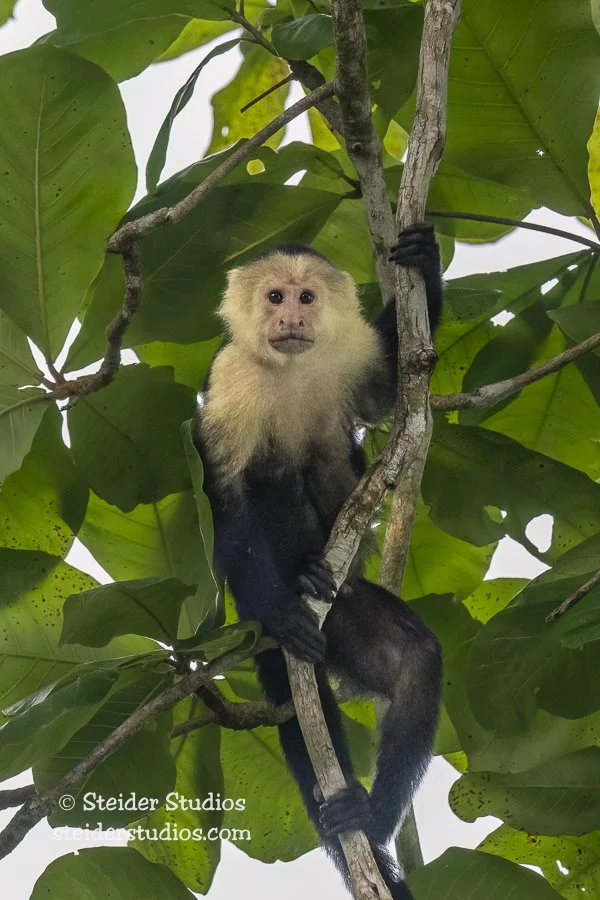 Steider Studios.Capuchin Monkey.4.5.25.jpg