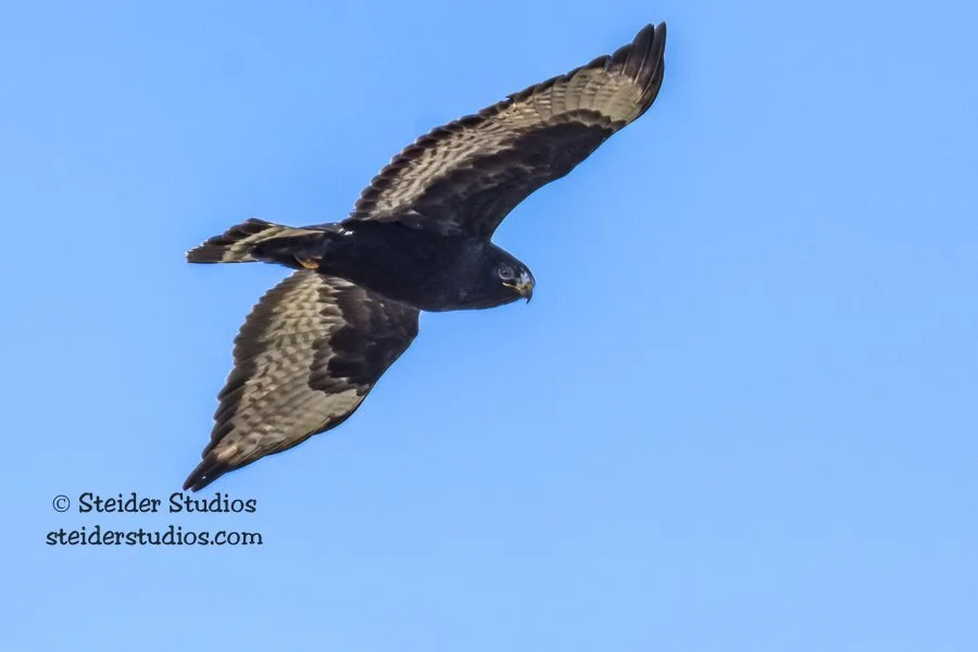 Steider Studios.Harlan's Red-tailed Hawk.2.7.16.jpg