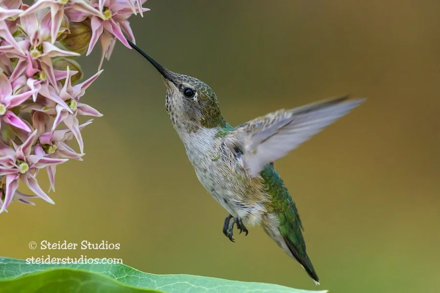 Steider Studios.Anna's Hummingbird.7.3.23-10.jpg