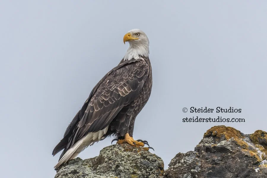 Steider Studios.Bald Eagle.2.2.19.jpg