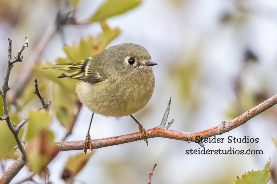 Steider Studios.Ruby-crowned.Glnwd.10.7.18.jpg