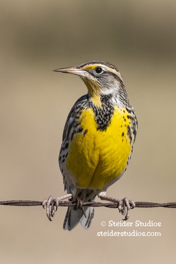 Steider Studios.Western Meadowlark.12.1.20.jpg