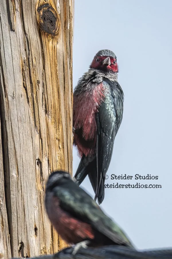 Steider Studios.Lewis's Pair.Lyle.9.17.18.jpg