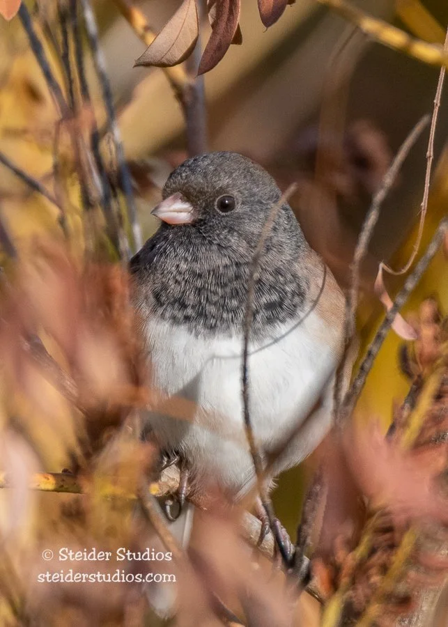 Steider Studios.Dark-Eyed Junco.McNary Dam.10.23.18-1.jpg