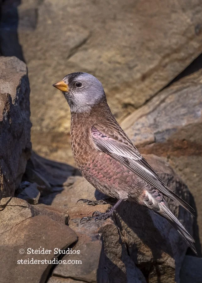 Steider Studios.Gray-crowned Rosy Finch.11.23.19-2.jpg