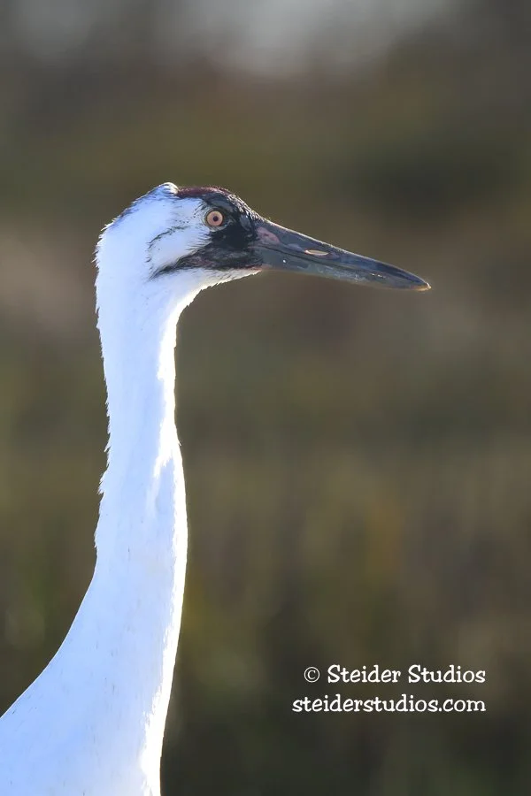 Steider Studios.Whooping Crane Portrait.1.27.26.jpg