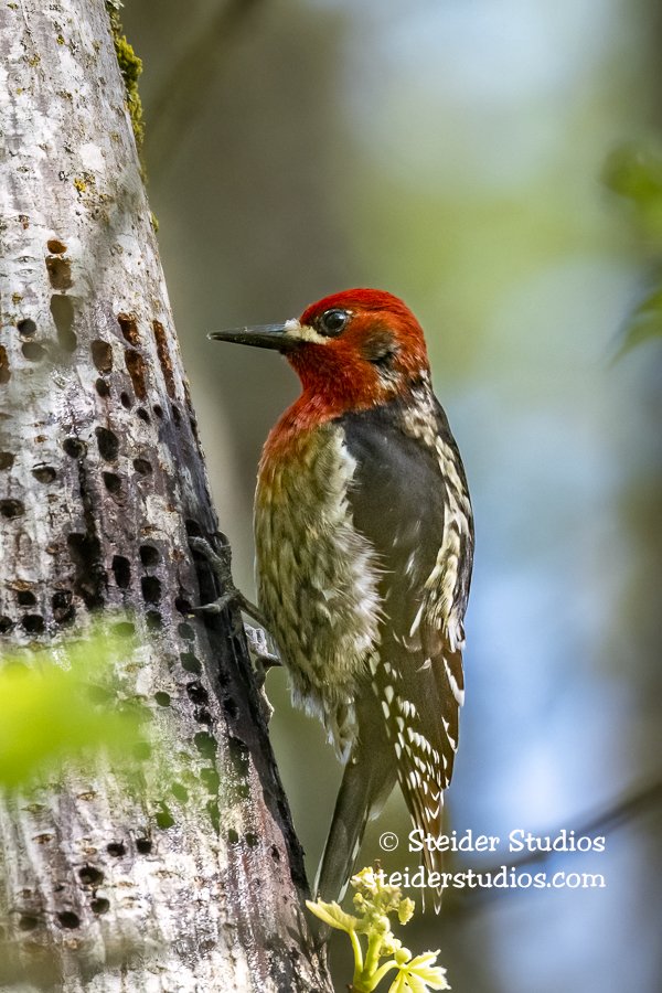 Steider Studios.Sapsucker.Pwrdale.4.29.18.jpg
