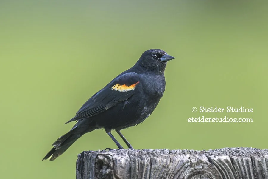 Steider Studios.Red-winged.Conboy.5.24.23.jpg