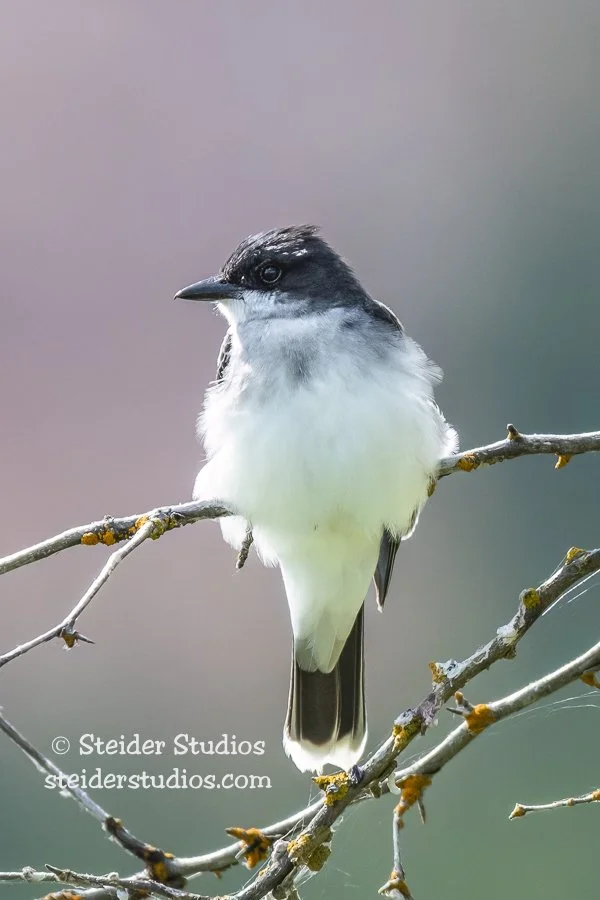 Steider Studios.Kingbird.Conboy Lake.6.14.18.jpg