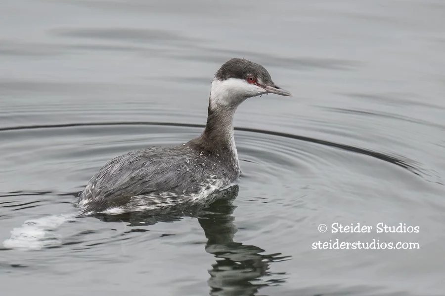 Steider Studios.Horned Grebe.Meyer.1.14.23.jpg