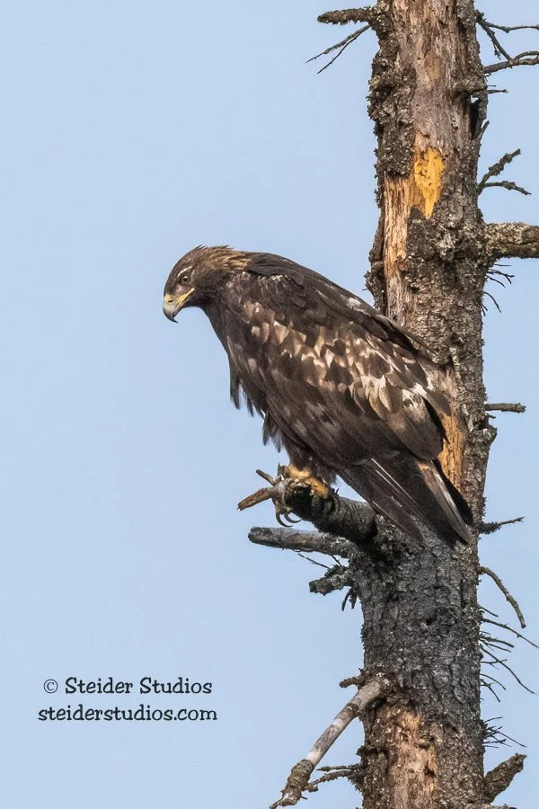 Steider Studios.Golden Eagle.8.5.21.jpg