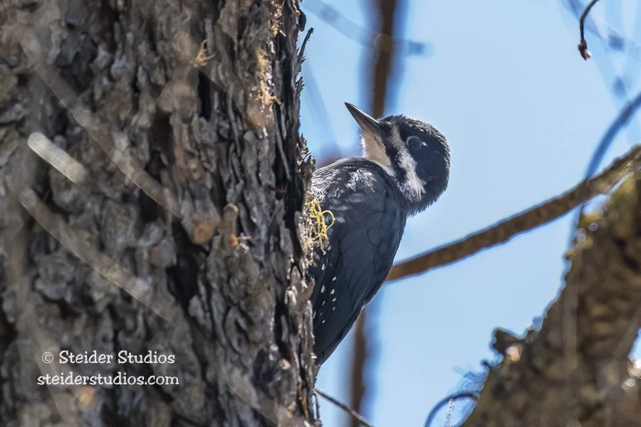 Steider Studios.Black-backed.Conboy.6.14.18.jpg