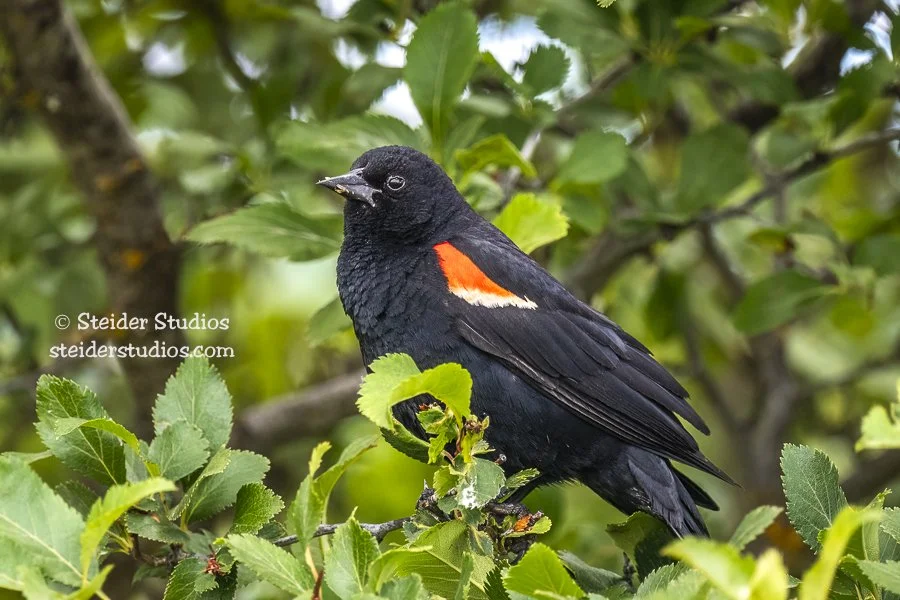 Steider Studios.Red-winged.Conboy.7.1.20.jpg