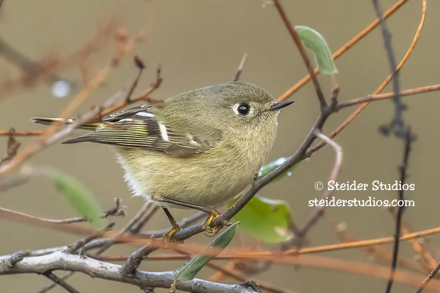 Steider Studios.Ruby-crowned Kinglet.12.21.20.jpg