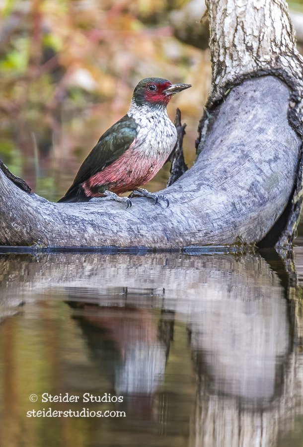 Steider Studios.Lewis's 10.5.15.jpg