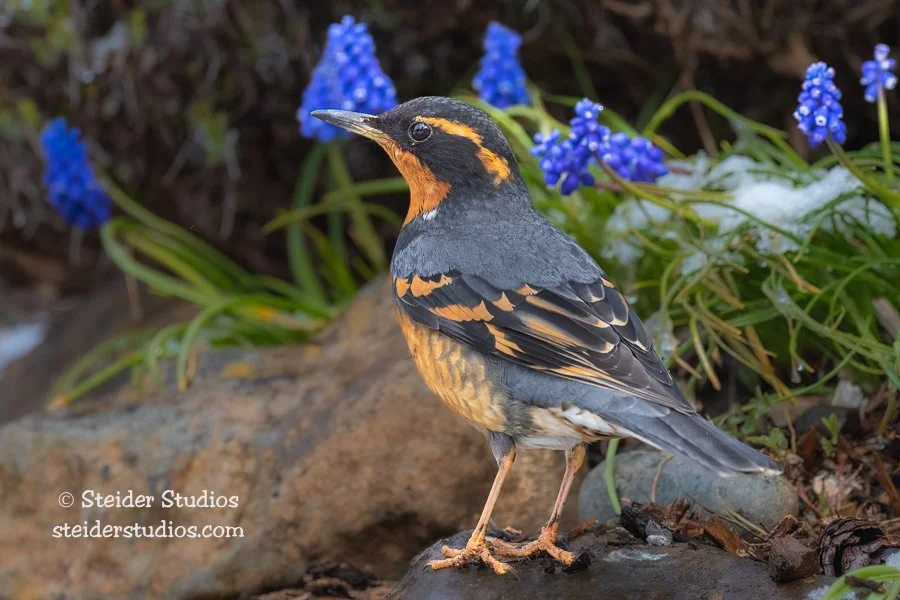 Steider Studios.Varied Thrush.4.17.22.jpg