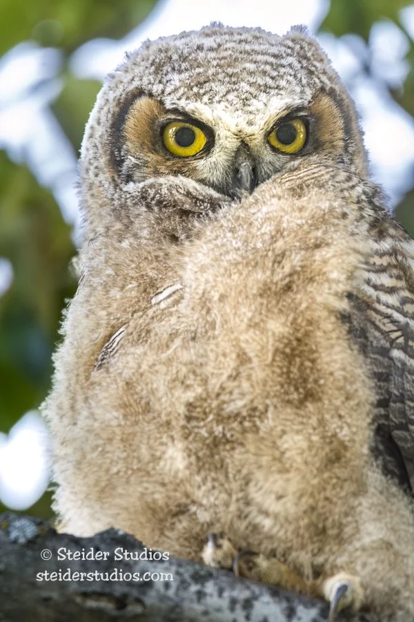 Steider Studios.Great Horned Owlet.5.2.15-2.jpg