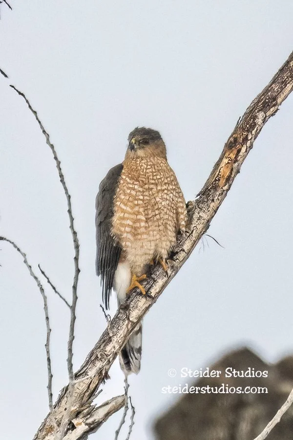 Steider Studios.Raptor Survey.2.22.19-3.jpg