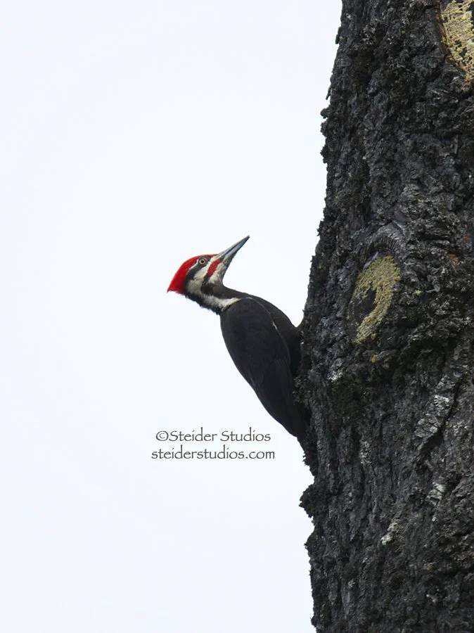 Steider Studios.Pileated Woodpecker on Snag.6.21.14.jpg