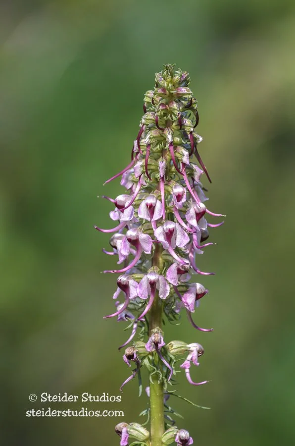 Steider Studios.Elephant Head Lousewort.Bird Creek Meadows.8.2.14.jpg