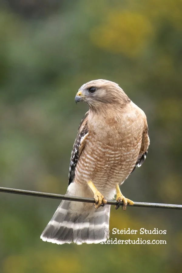 Steider Studios.RSHA.CA.5.17.18-2.jpg