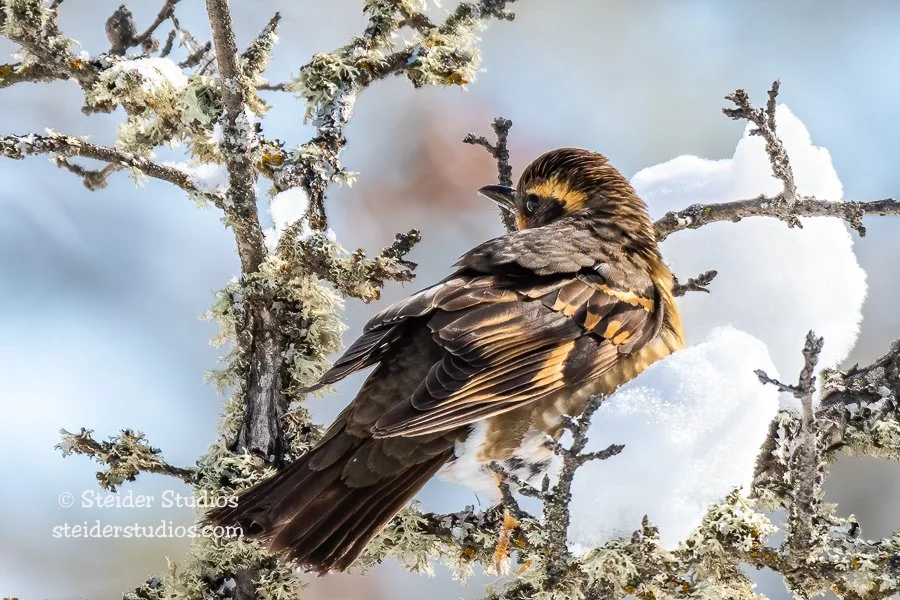 Steider Studios.Varied Thrush.3.3.19.jpg