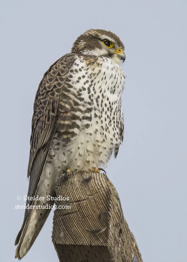 Steider Studios.Prairie Falcon.TuleLk.2.18.23.jpg