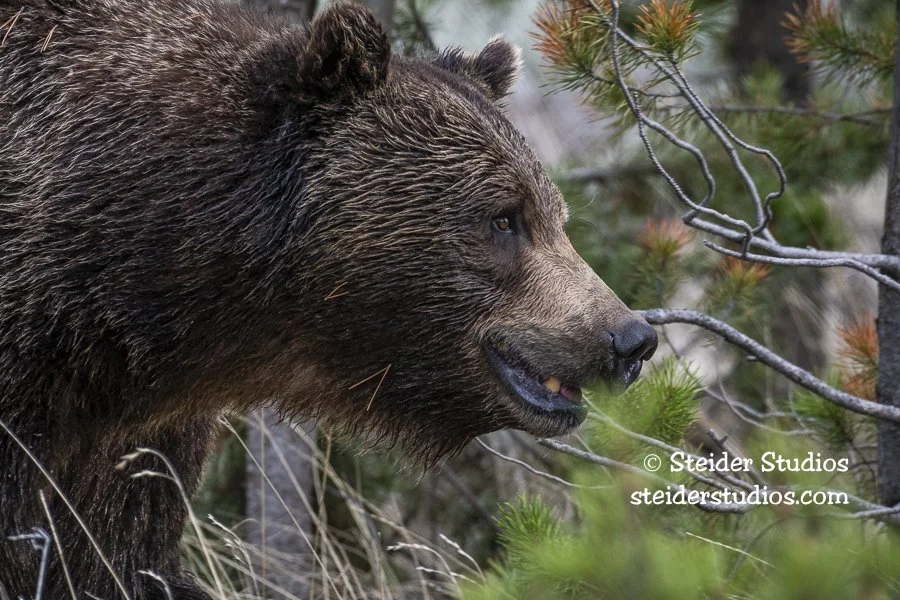 Steider Studios.Grizzly.5.17.19-3.jpg