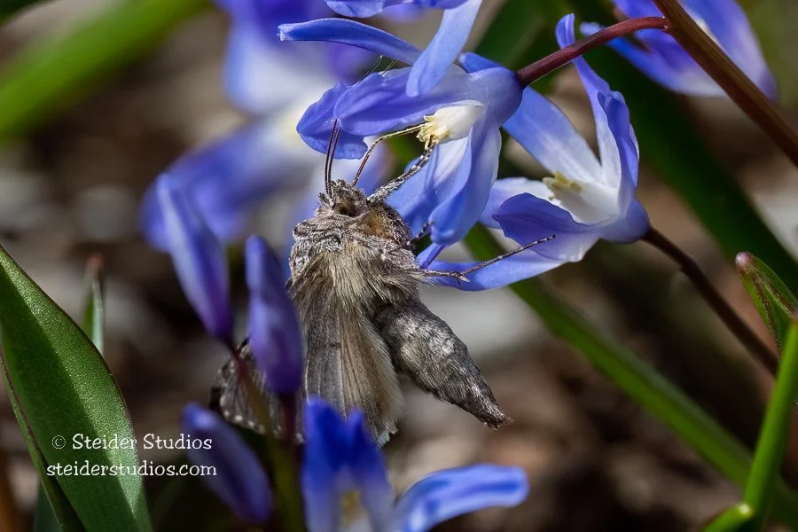 Steider Studios.Butterfly Moth.3.27.22.jpg