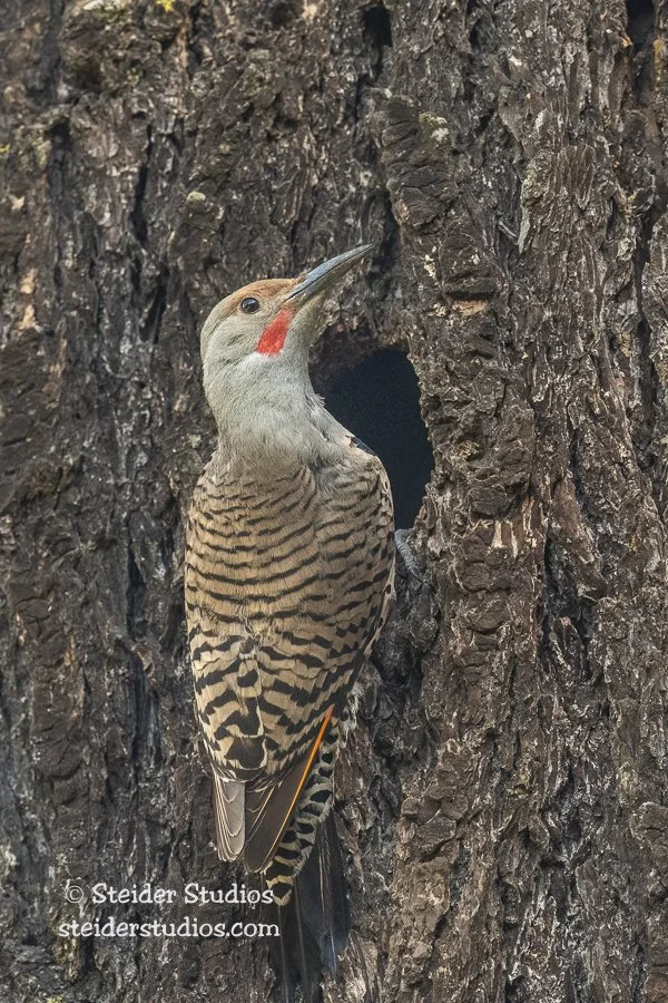 Steider Studios.Flicker.CRG.6.16.21-2.jpg