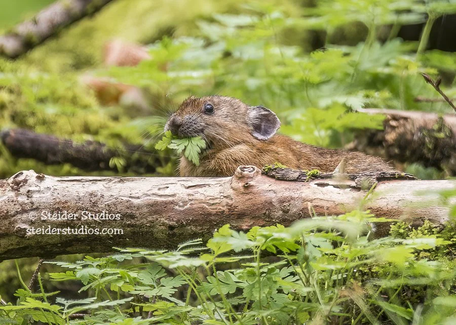 Steider Studios.Pika with Lunch.9.7.16.jpg