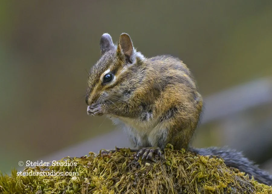 120.Steider Studios.Chipmunk.9.7.23.jpg