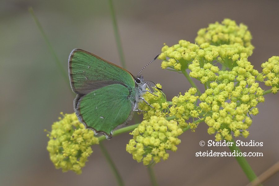 Steider Studios.Green Hairstreak.Conboy..5.5.26.jpg