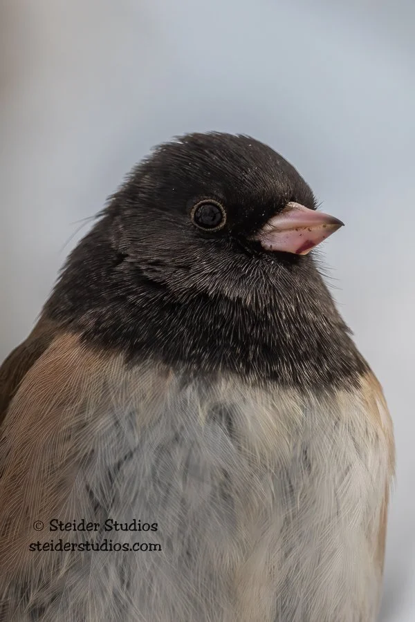 Steider Studios.Junco.Portrait.12.29.21.jpg