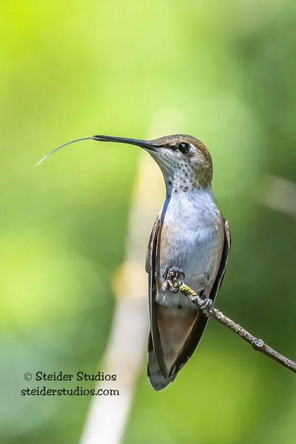 Steider Studios.Hummingbird.8.1.19-3.jpg