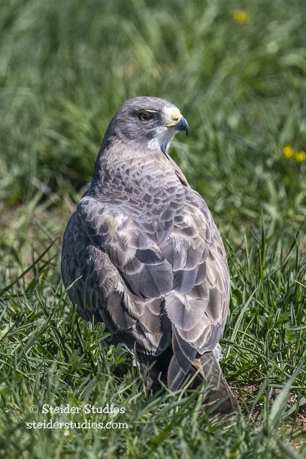 Steider Studios.Swainson's Hawk.5.26.22.jpg