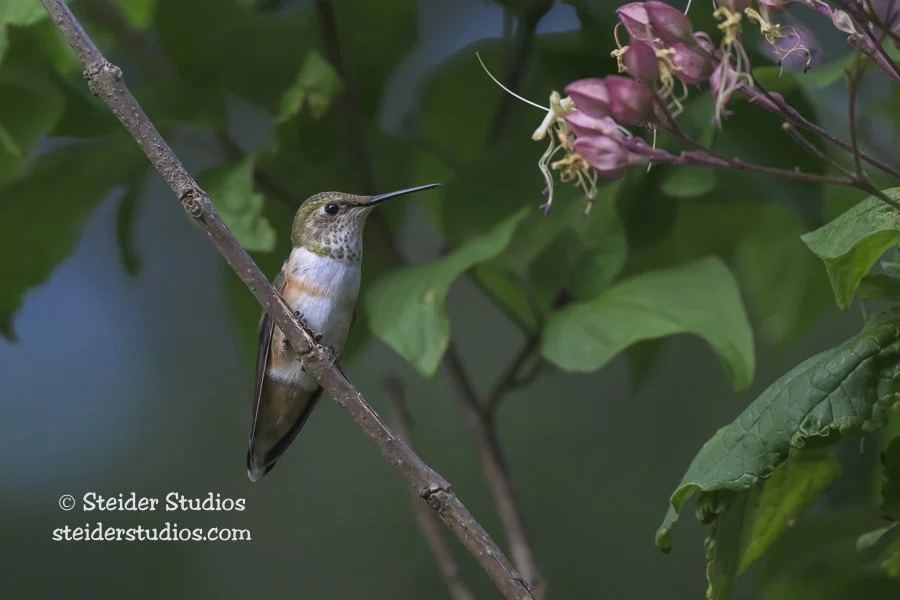Steider Studios.Rufous Hummingbird.8.24.25.jpg