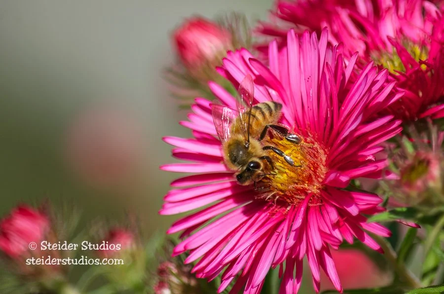 Steider Studios.Bee.Aster.9.20.13.jpg