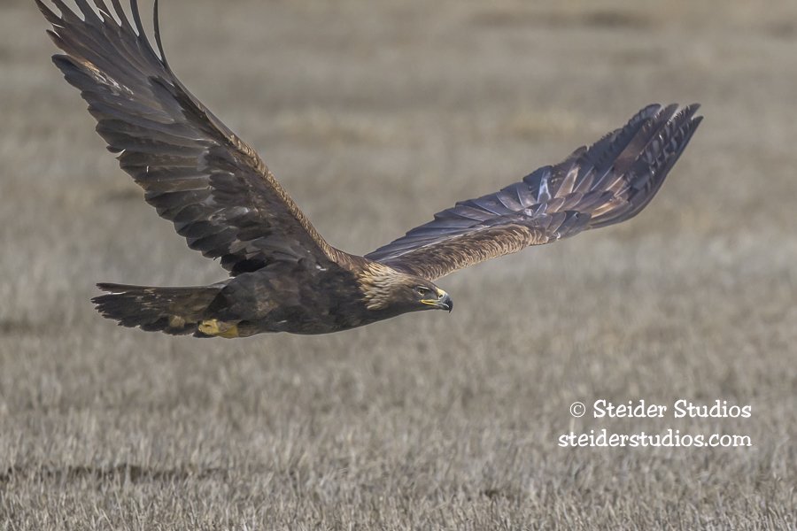 Steider Studios.Golden Eagle.2.25.26-2.jpg