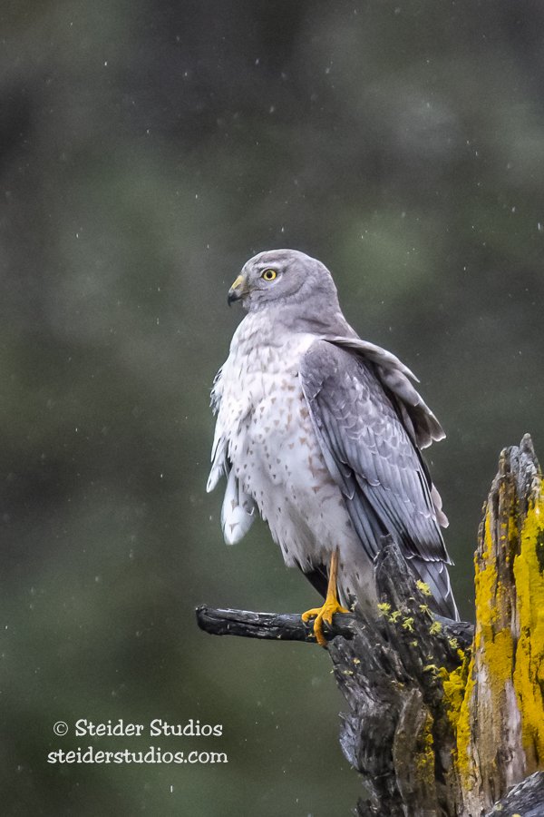 Steider Studios.Northern Harrier.4.15.18-1.jpg