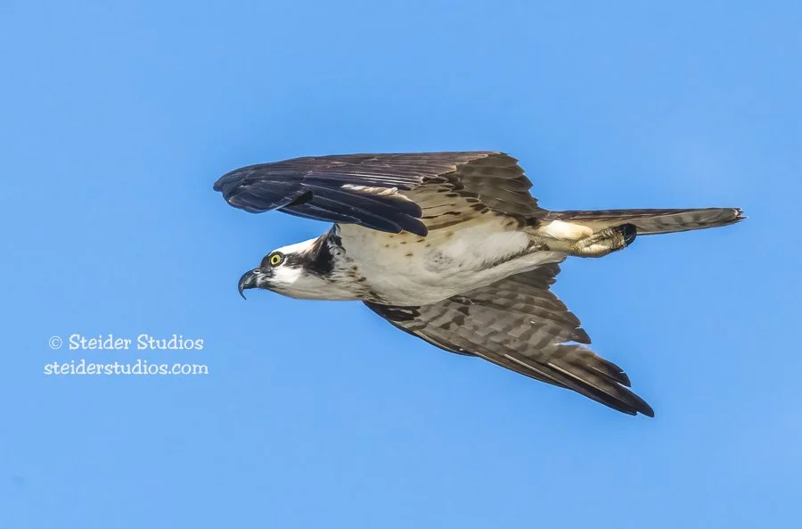 Steider Studios.Osprey.HR.8.9.15.jpg