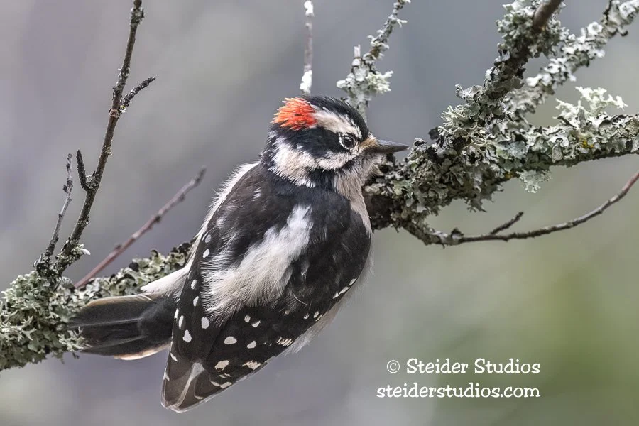 Steider Studios.Downy.LWS Fish Hatch.2.2.22.jpg