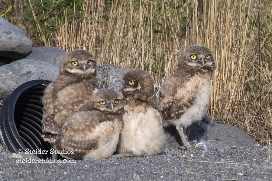 Steider Studios.Burrowing Owl.6.10.19-7.jpg