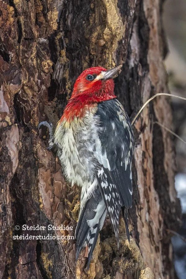 Steider Studios.Sapsucker.1.1.22.jpg