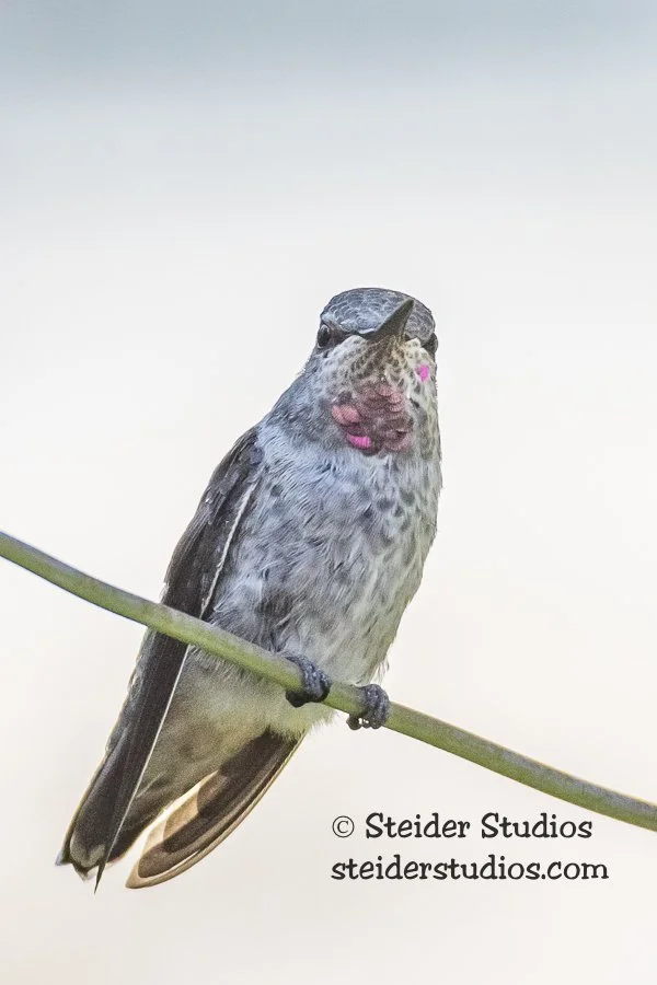 Steider Studios.Ana's Hummingbird.7.22.18-10.jpg