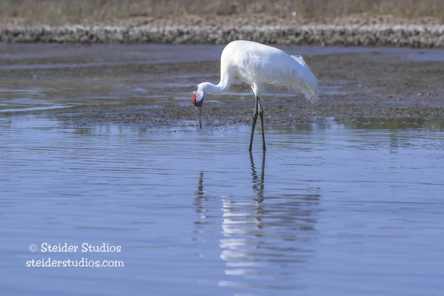 Steider Studios.Whoop Crane Fishing.1.27.26.jpg