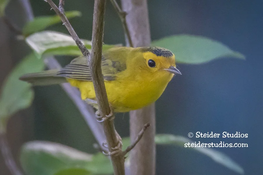 Steider Studios.Wilson's Warbler.backyard .7.15.18-10.jpg