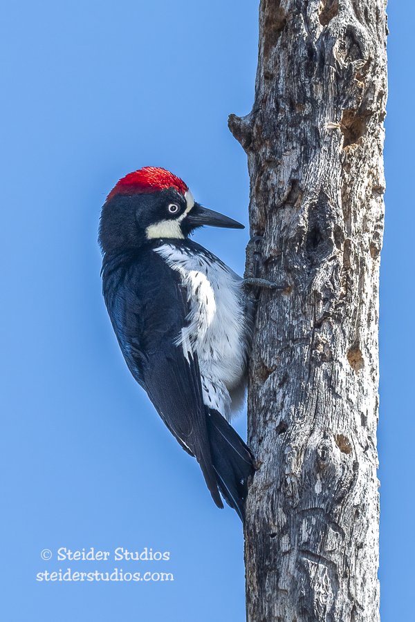 Steider Studios.Acorn Woodpecker.Balfour.4.7.22.jpg