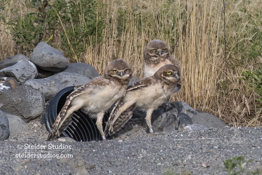 Steider Studios.Synchronized Stretching.6.10.19.jpg