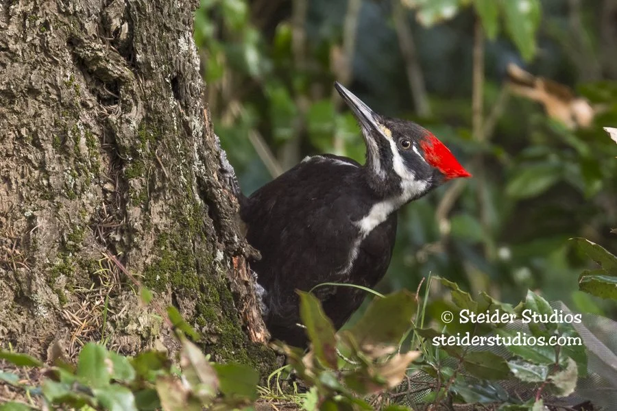 Steider Studios.Pileated.4.5.15-2.jpg